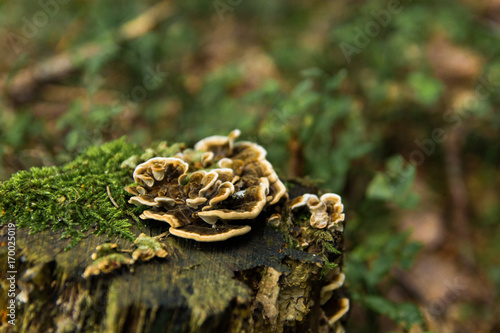 Mushrooms growing from fallen tree