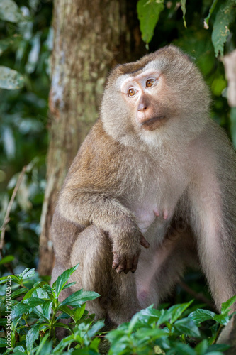 Detail Portrait von einem Makaken Afffen welcher auch long tailed, crab-eating or cynomolgus macaque genannt wird © Erik Klietsch