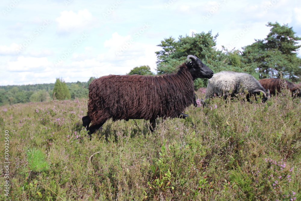 Obraz premium Dunkelbraune Heidschnucke