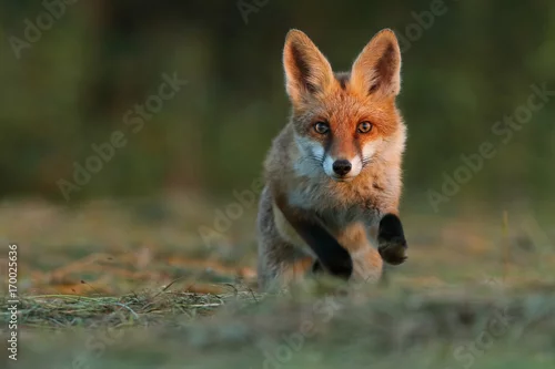 Obraz Lis, Vulpes vulpes