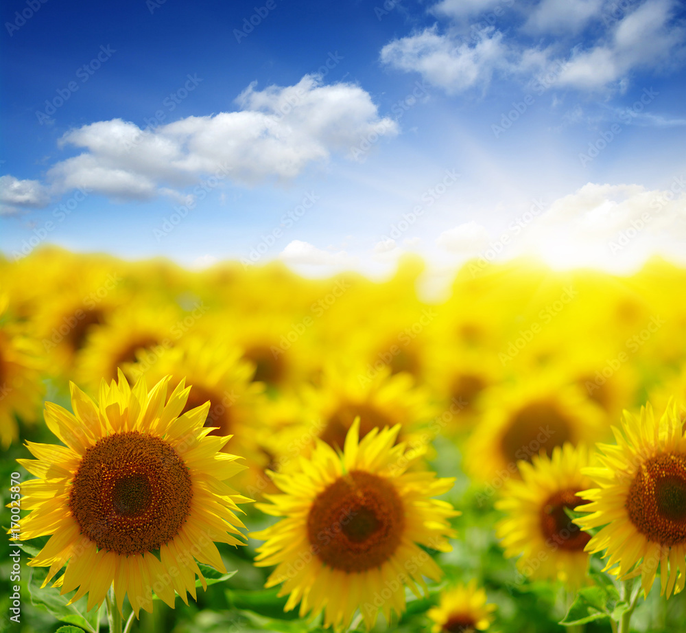 Obraz premium sunflowers and sun