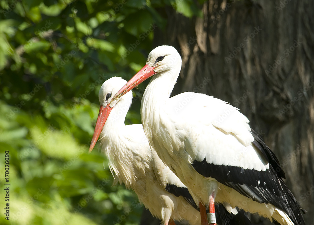 Obraz premium White storks