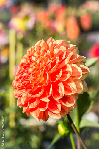 Fototapeta Naklejka Na Ścianę i Meble -  Bright orange dahlia. Nature background, sunlight