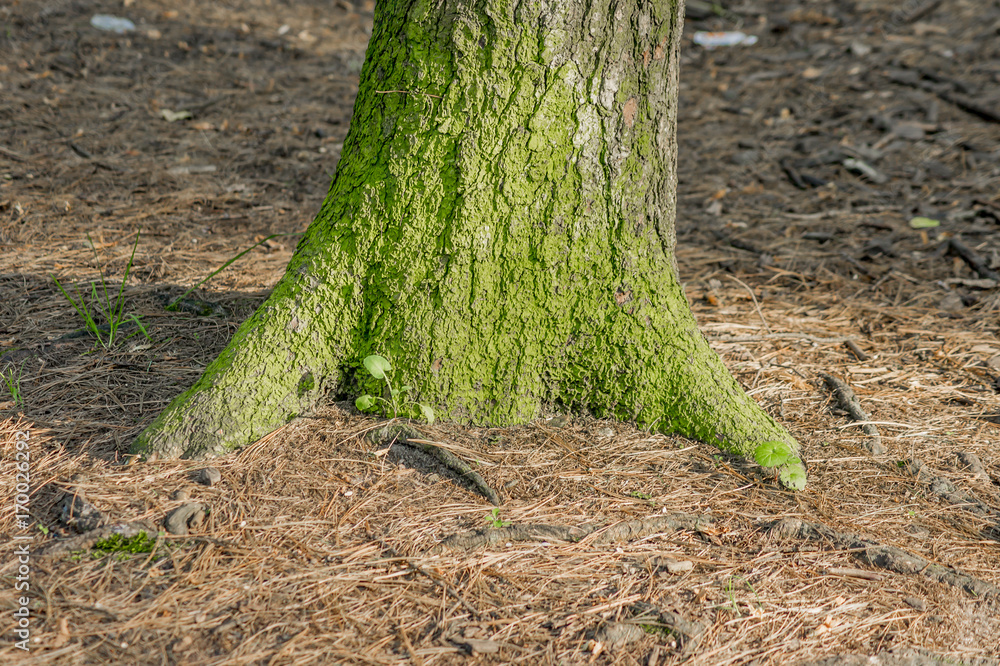 Pine-tree trunk in moss Pine-tree trunk in moss