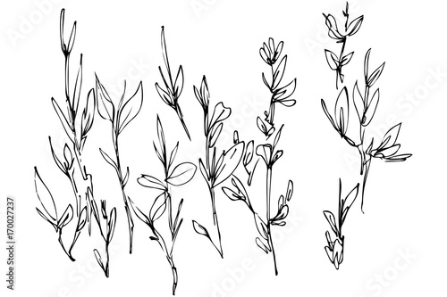 Fototapeta Naklejka Na Ścianę i Meble -  sketch of a plant growing in a field