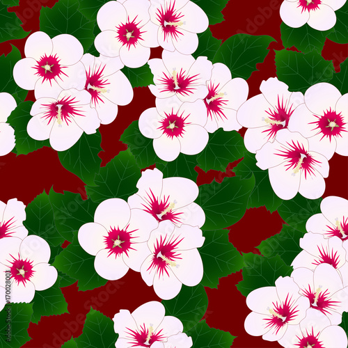 White Hibiscus syriacus - R...