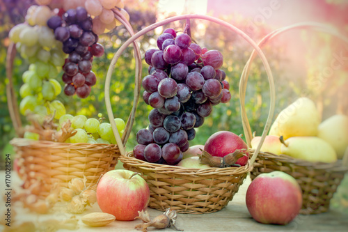 Grapes in wicker basket - autumn harvest, seasonal fruits