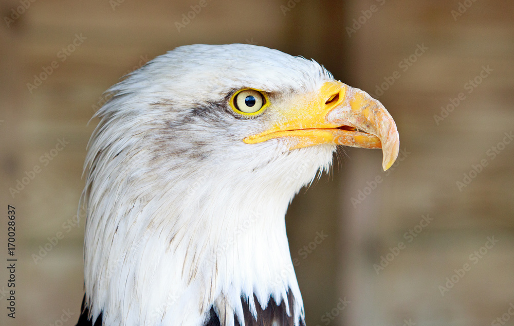 side profile of a bald eagle with yellow hooked beak side profile of a bald eagle with yellow hooked beak