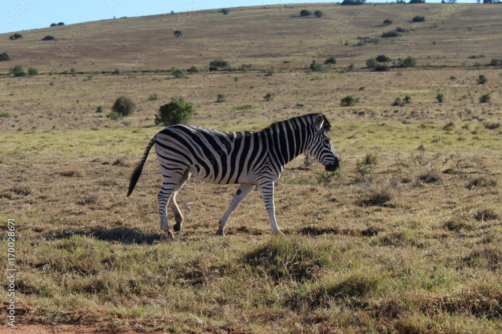 Fototapeta premium Zebra in Südafrika