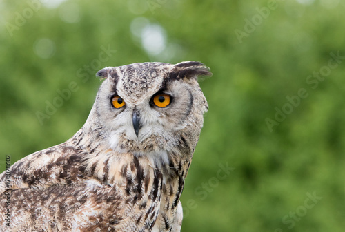 Eagle Owl Head with a natural green bush background and bright orange eye