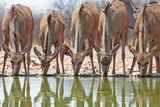 A line of Femal Kudu with heads down drinking from a camp waterhole, with good reflection