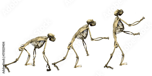Canvas Print monkey to man