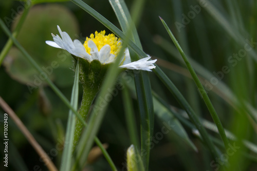Closeup of beautiful white daisy flowers