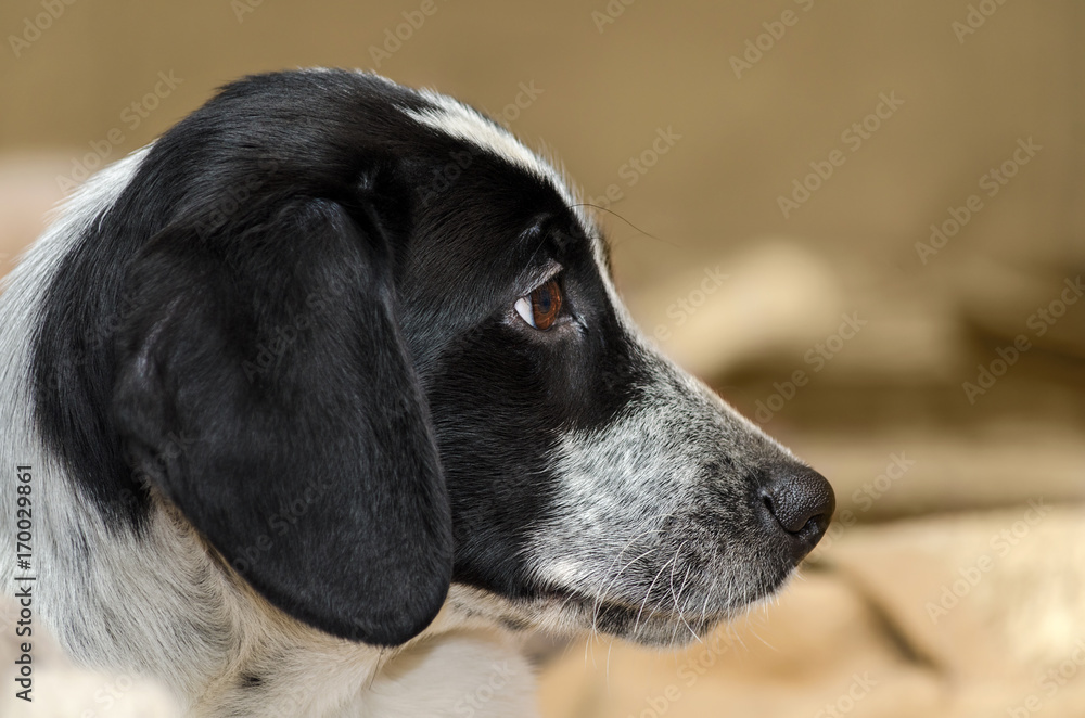 Portrait of a spotted Spaniel puppy in profile