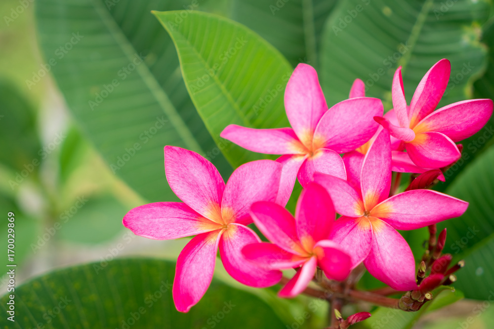 Copy space of Plumeria (Frangipani) flower or Leelawadee Thailand name. Copy space of Plumeria (Frangipani) flower or Leelawadee Thailand name.