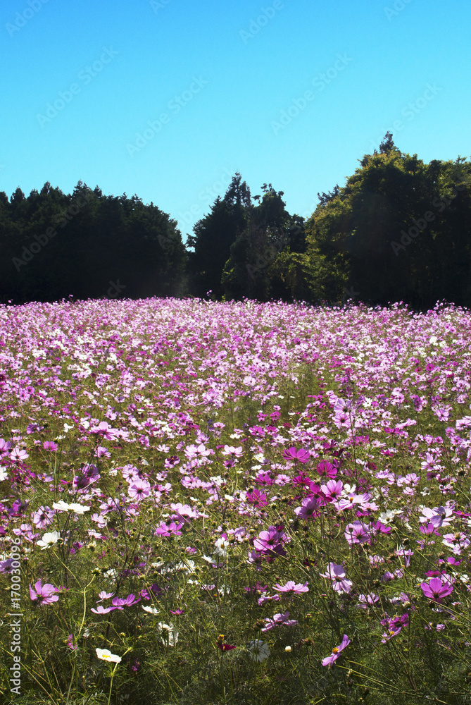 コスモス群生