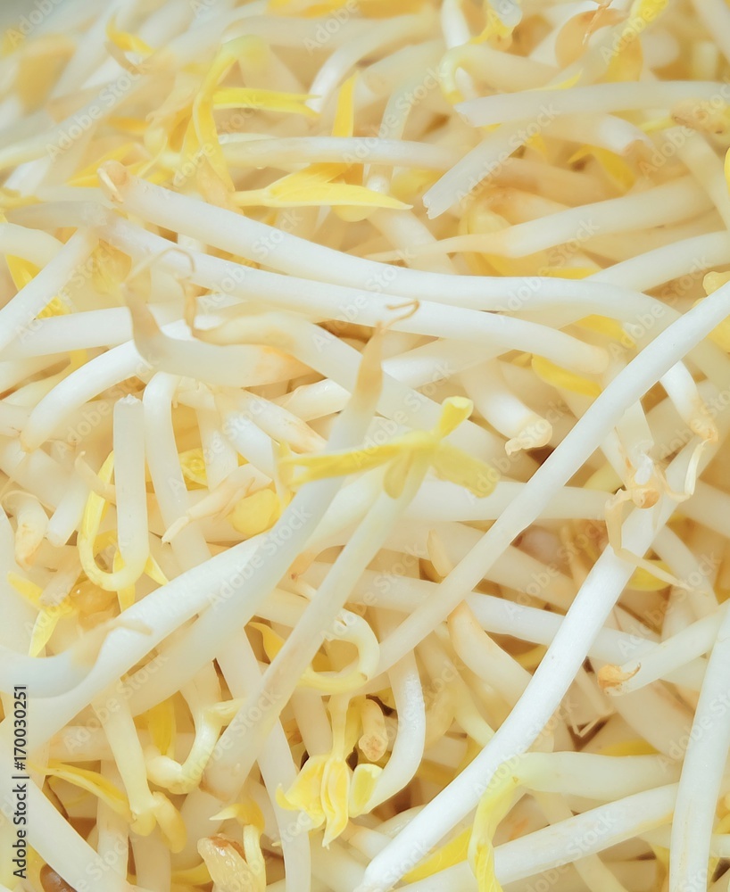 Fresh Mung Beans Sprouts with Vitamin K, B and C Fresh Mung Beans Sprouts with Vitamin K, B and C