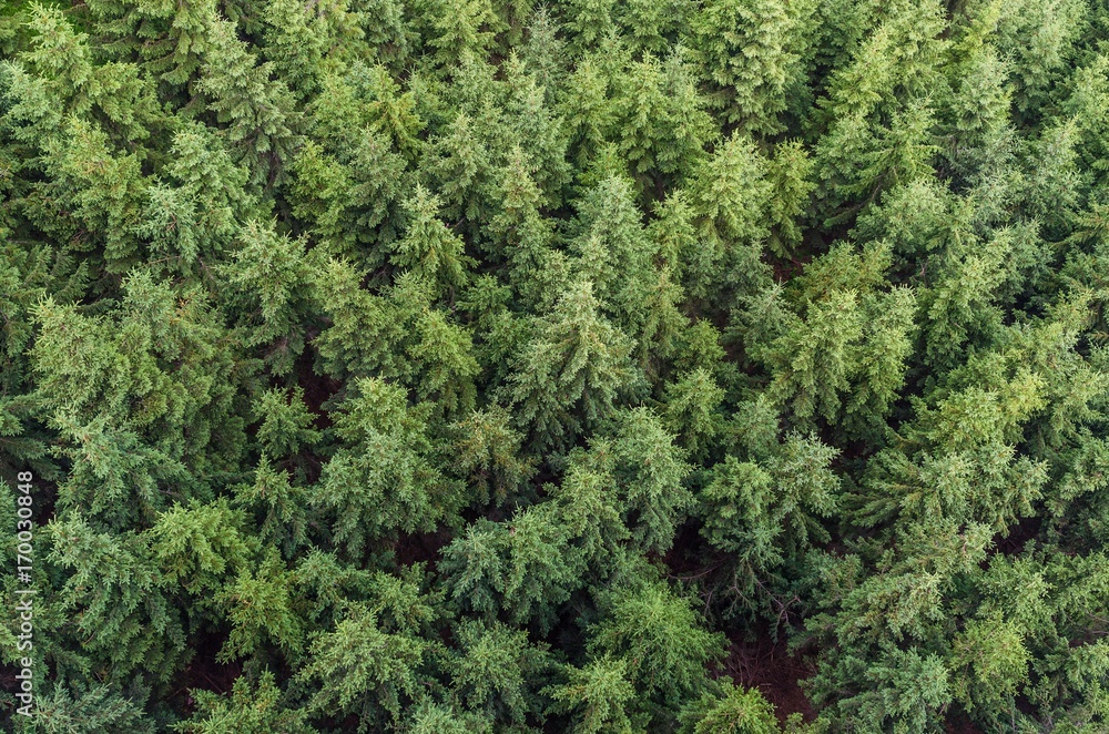Conifer tree background texture Conifer tree background texture