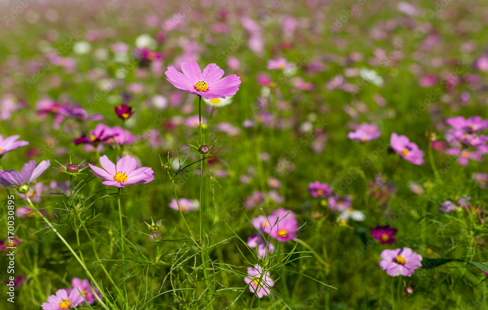 Cosmo flower