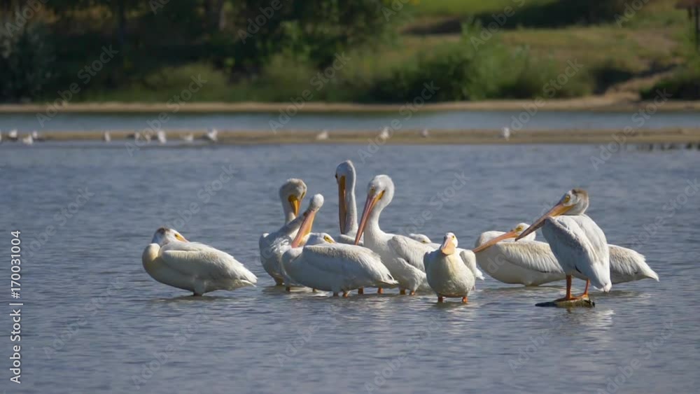 American White Pelicans in Slow Motion American White Pelicans in Slow Motion
