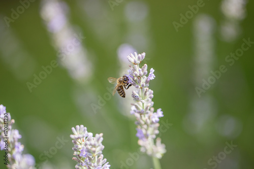 Fototapeta Naklejka Na Ścianę i Meble -  Lavender enjoying bee