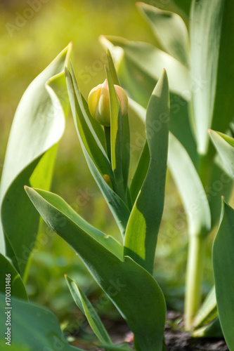 small yellow tulip in the garden