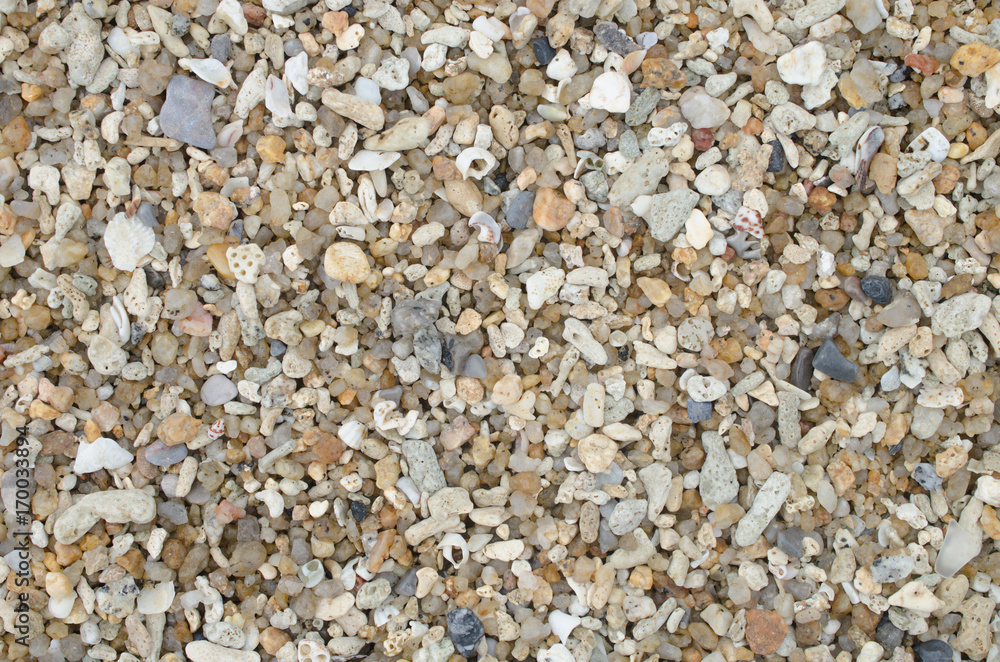 Dried coral and sea shells on sand beach texture background. Dried coral and sea shells on sand beach texture background.
