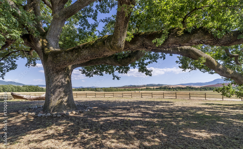 The ancient beautiful Quercia delle Checche oak tree in the countryside near Pienza, Siena, Italy, on a sunny summer day The ancient beautiful Quercia delle Checche oak tree in the countryside near Pienza, Siena, Italy, on a sunny summer day