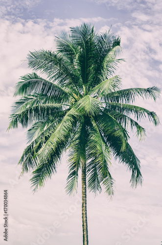 Copy space of tropical palm tree with sun light on sky background.