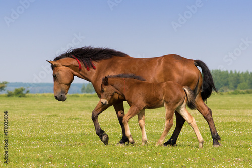 Sorrel mare and foal on the floral meadow