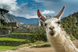 Portrait eines Lamas in den Ruinen von Machu Picchu