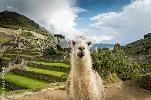 Lama in den Inka-Ruinen von Machu Picchu