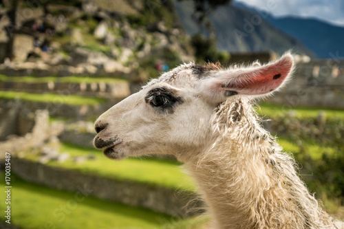 Portrait eines Lamas in den Ruinen von Machu Picchu