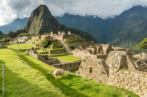 Grasendes Lama in den Ruinen von Machu Picchu
