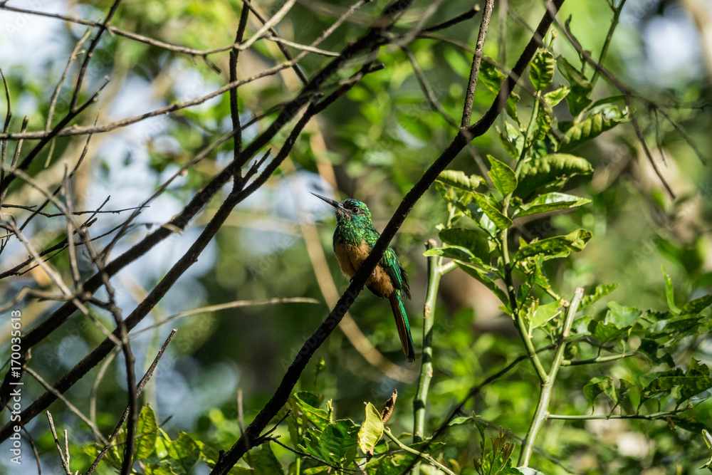Kolibri im Tambopata Regenwald, Peruanischer Amazonas Kolibri im Tambopata Regenwald, Peruanischer Amazonas