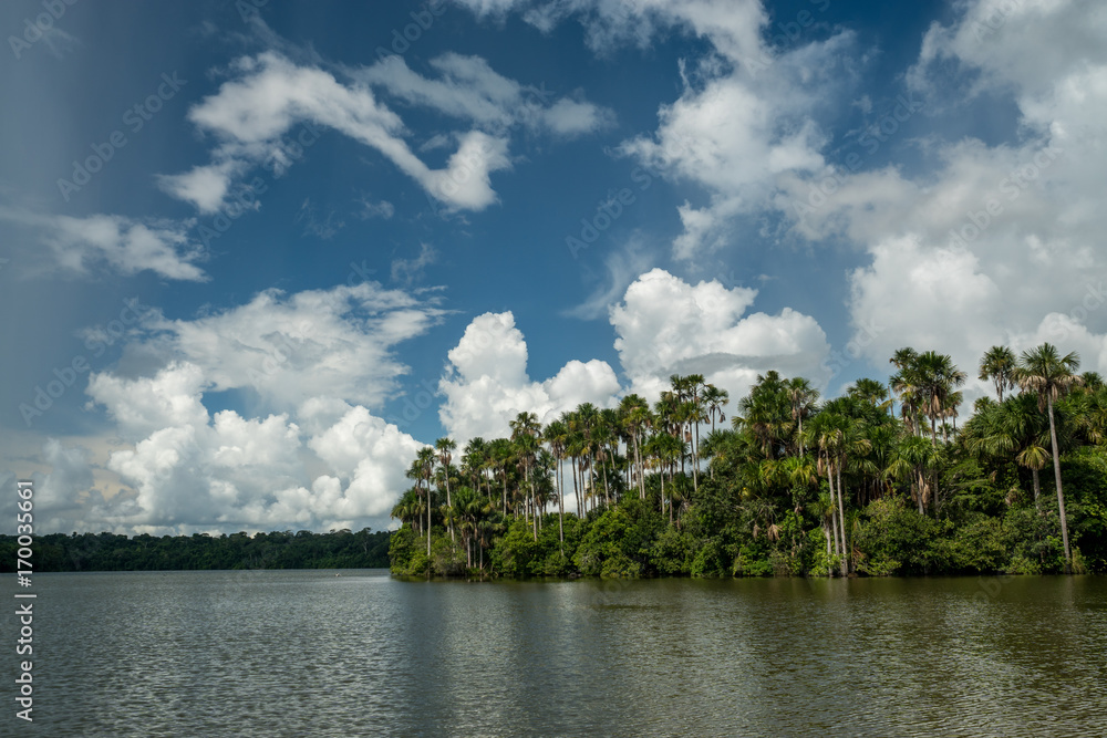 Palmenbestander Lago Sandoval, Peruanischer Amazonas Palmenbestander Lago Sandoval, Peruanischer Amazonas