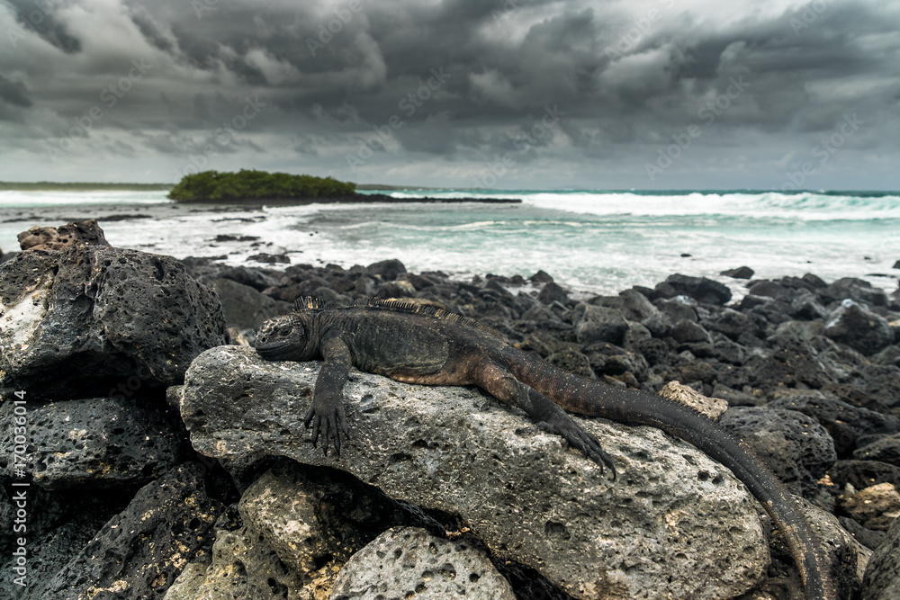 Meerechse auf Lavafelsen am Strand von Tortuga Bay, Isla Santa Cruz, Galapagos Meerechse auf Lavafelsen am Strand von Tortuga Bay, Isla Santa Cruz, Galapagos