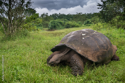 Galapagos-Riesenschildkröte im El Chato Tortoise Reserve, Isla Santa Cruz