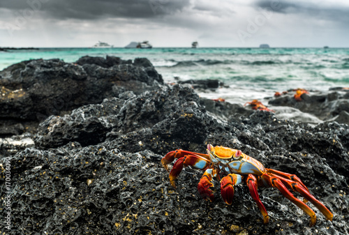 Rote Klippenkrabbe auf Lava am Strand von Las Bachas Beach, Isla Santa Cruz, Galapagos photo