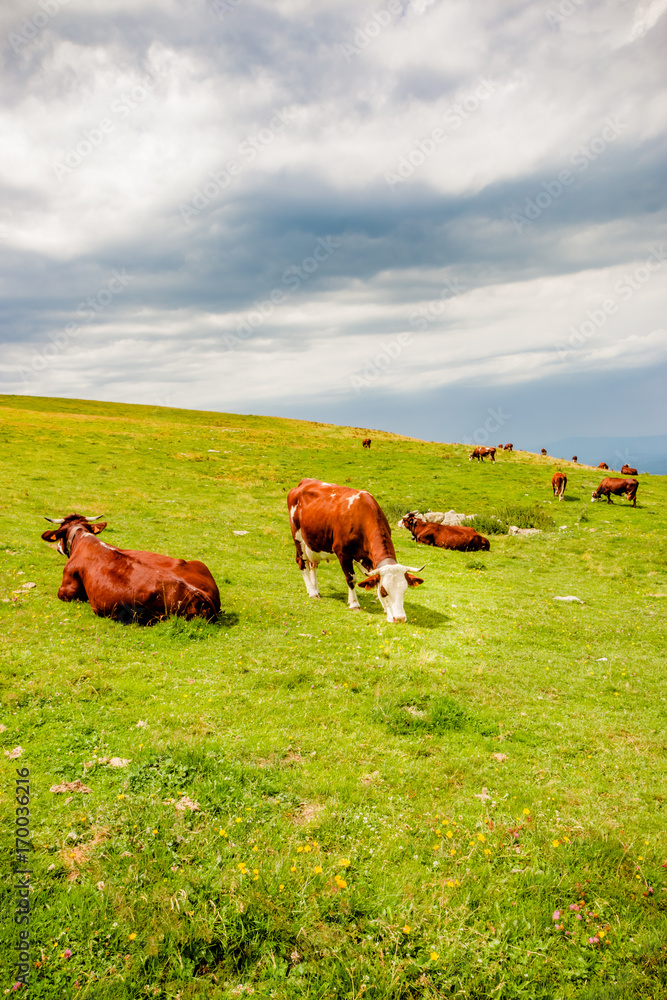 Vaches dans le Parc naturel régional du massif des Bauges