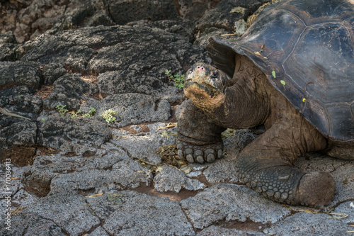 Galapagos-Riesenschildkröte im Aufzuchtzentrum bei Puerto VIllamil, Isabela photo