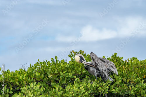 Sich putzender Braunpelikan, Galapagos photo