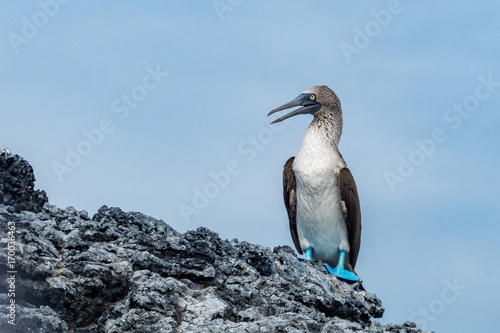 Blaufusstölpel, Galapagos