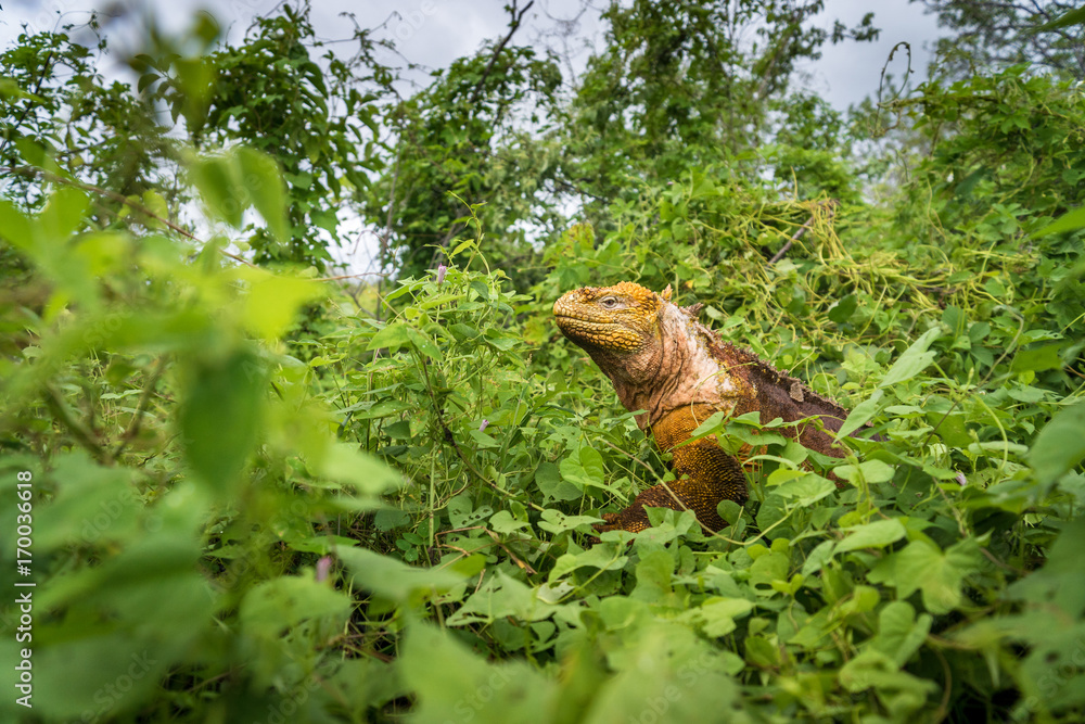 Fototapeta premium Gelber Landleguan bei Cerro Dragon, Isla Santa Cruz, Galapagos