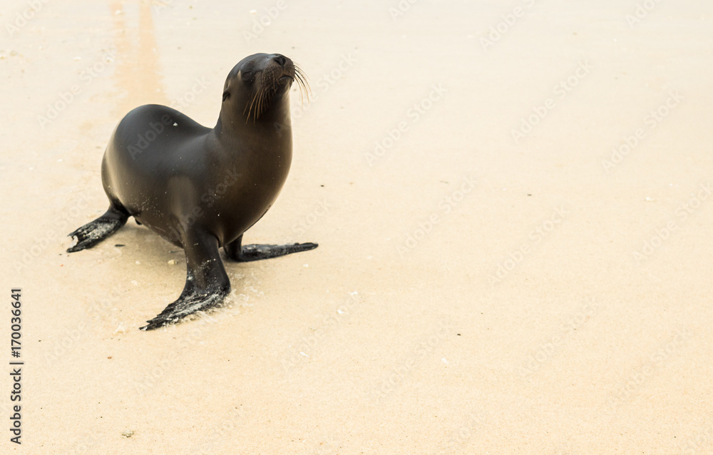 Fototapeta premium Junger Galapagos-Seelöwe am Sandstrand bei Isla Sombrero Chino, Galapagos