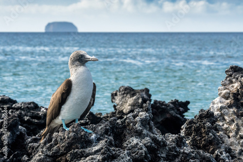 Blaufusstölpel auf Lavainseln bei Black Turtle Cove, Galapagos