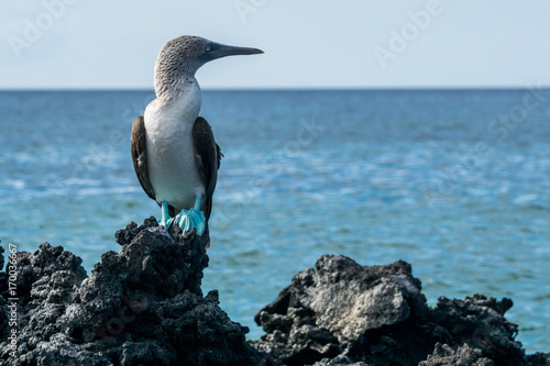 Blaufusstölpel auf Lavainseln bei Black Turtle Cove, Galapagos © schame87