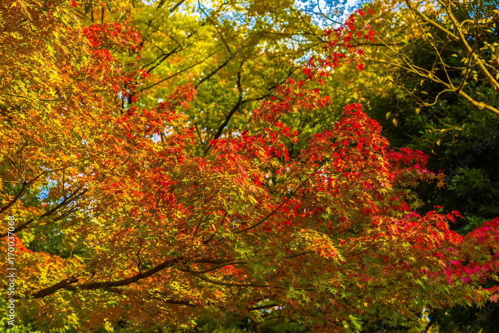 The maple and autumn leaves.The shooting location is Arisugawa Park in Minami Azabu, Minato-ku, Tokyo, Japan. The maple and autumn leaves.The shooting location is Arisugawa Park in Minami Azabu, Minato-ku, Tokyo, Japan.