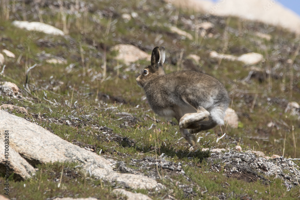 Obraz premium mountain hare
