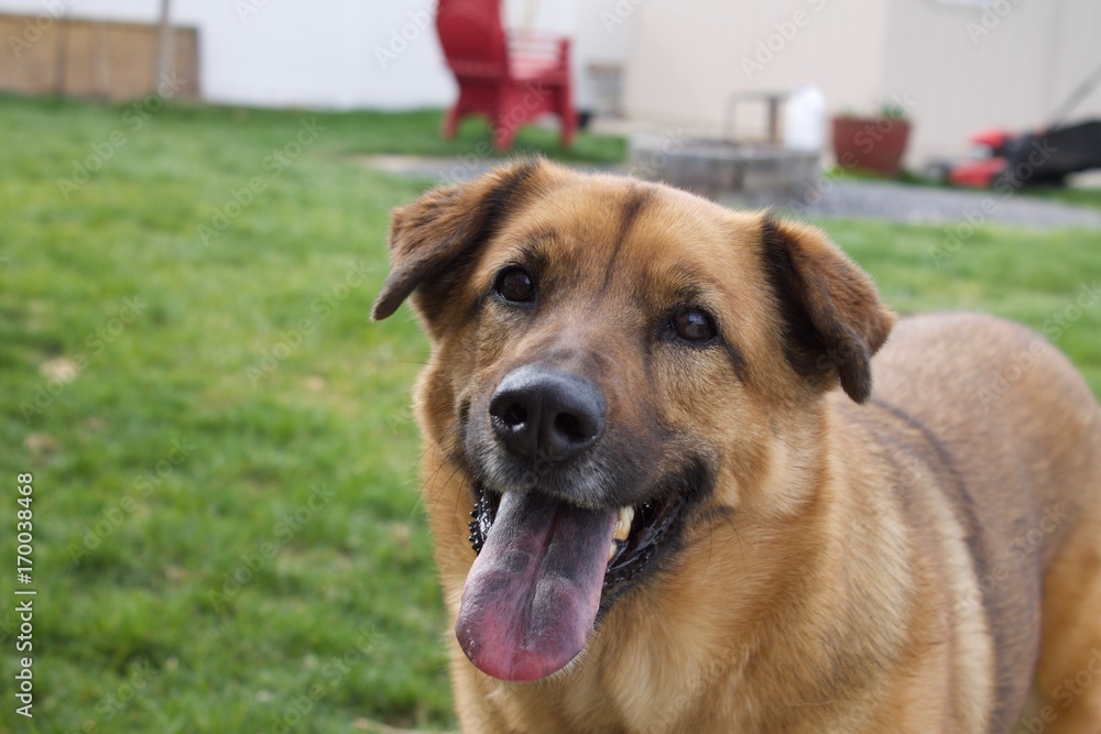 German Shepherd German Shepherd